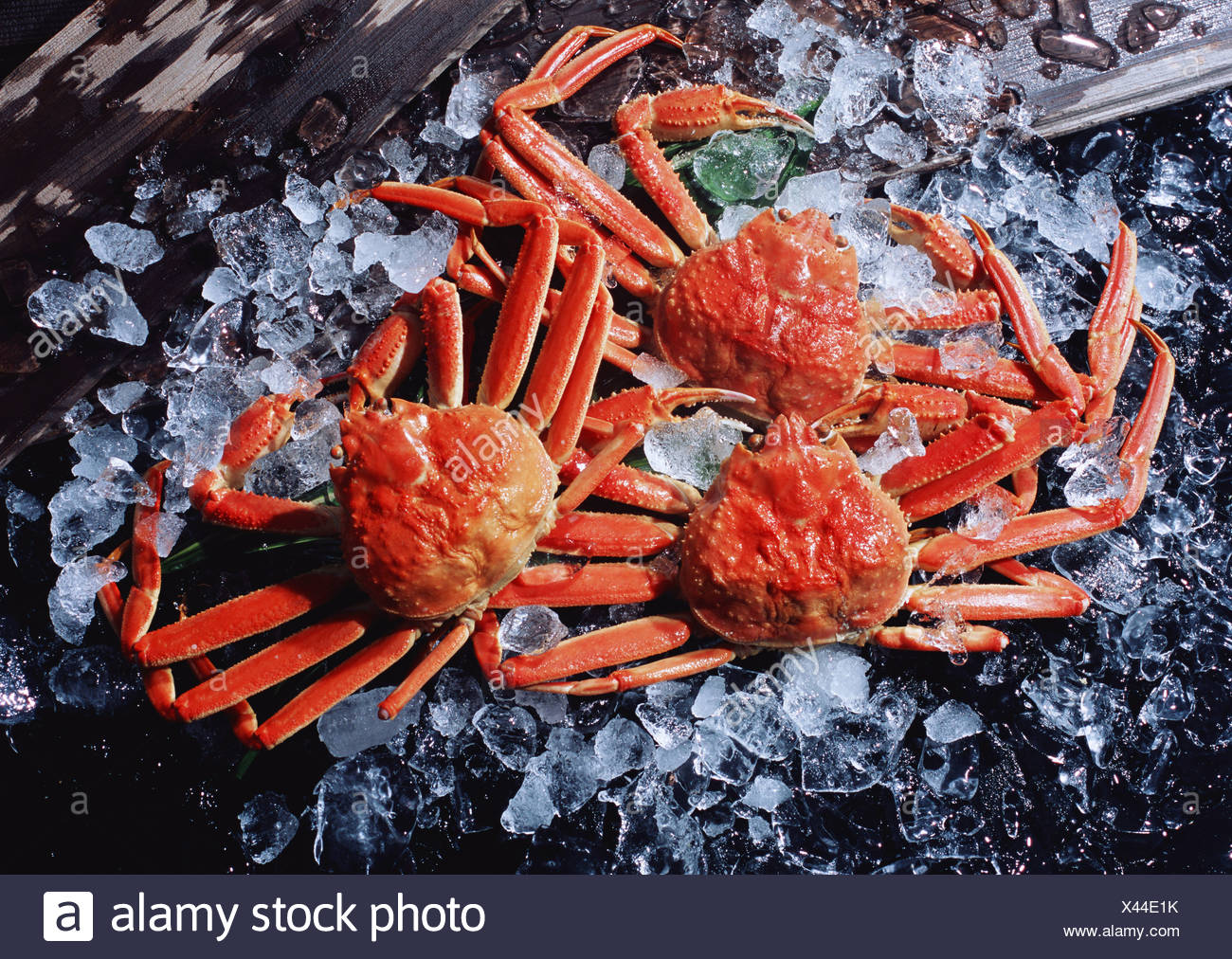 Queen Crab High Resolution Stock Photography and Images Alamy