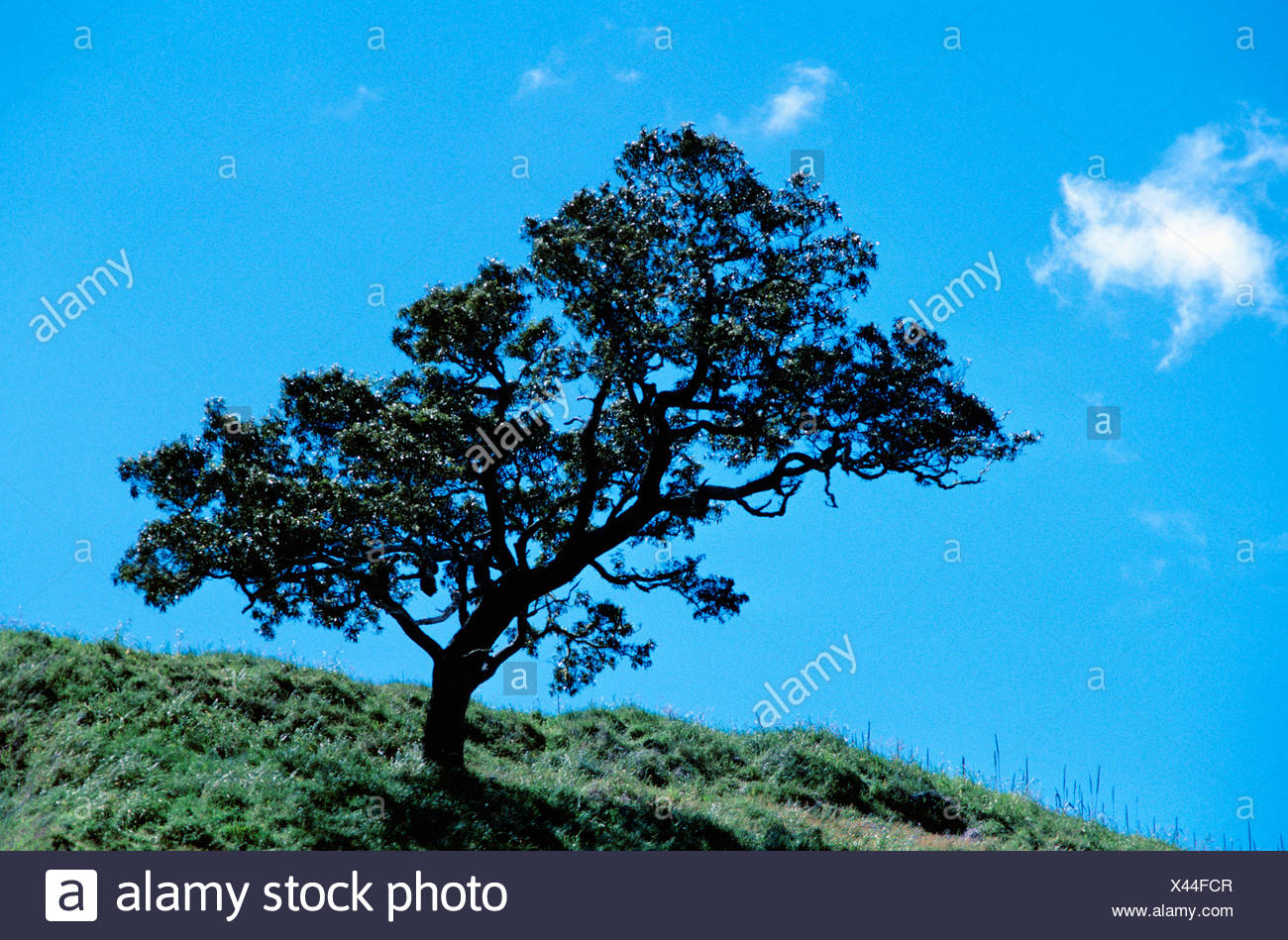 Koa Tree Stock Photos & Koa Tree Stock Images Alamy