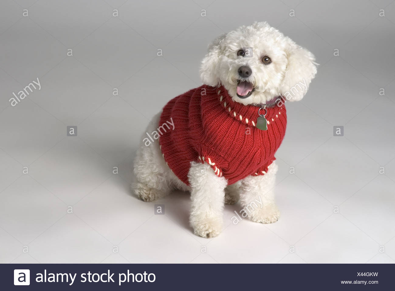 dog wearing a sweater