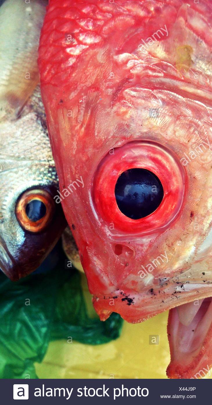 Close Up Of Fish Eyes Stock Photo Alamy Close Up Of Fish Eyes Stock Photo Alamy