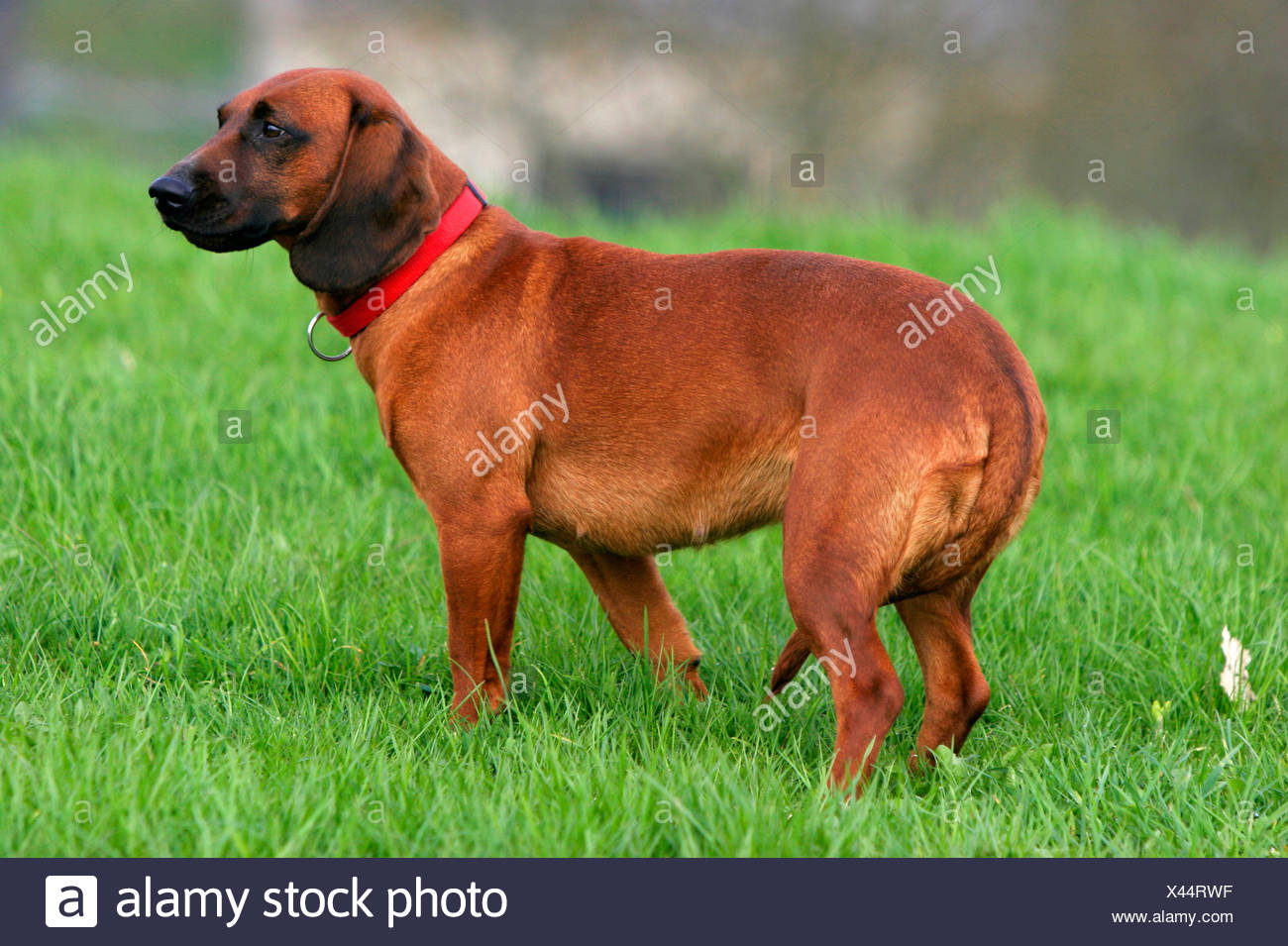 bavarian mountain scent hound for sale