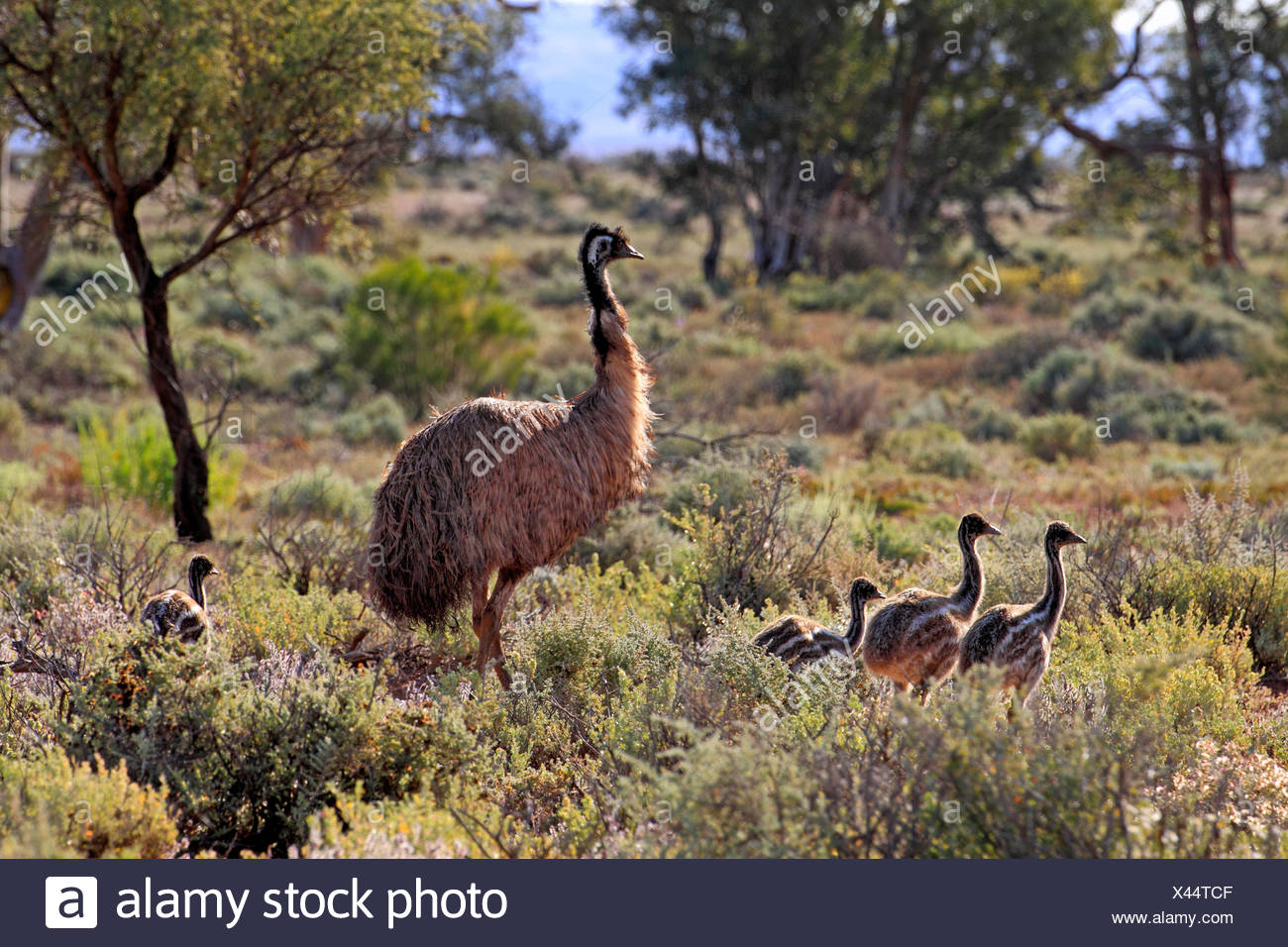 Emu Chicks Stock Photos & Emu Chicks Stock Images Alamy