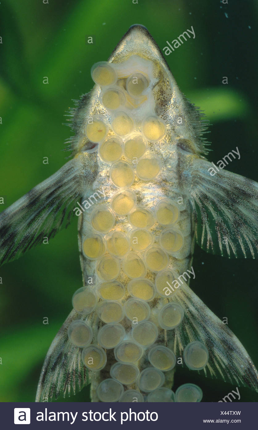 Giant Whiptail Catfish High Resolution Stock Photography and Images Alamy