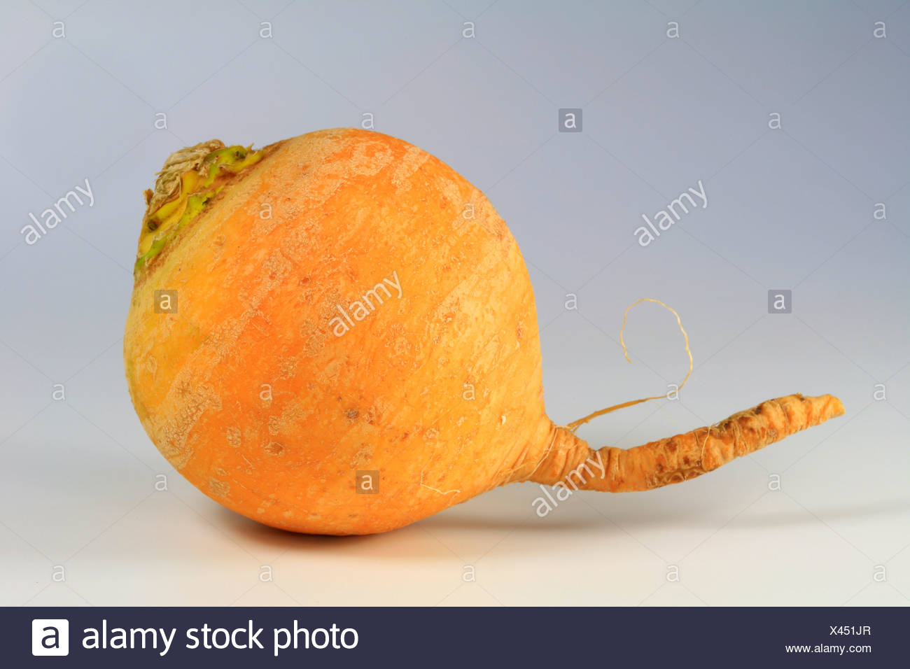Download Yellow Turnip High Resolution Stock Photography And Images Alamy PSD Mockup Templates