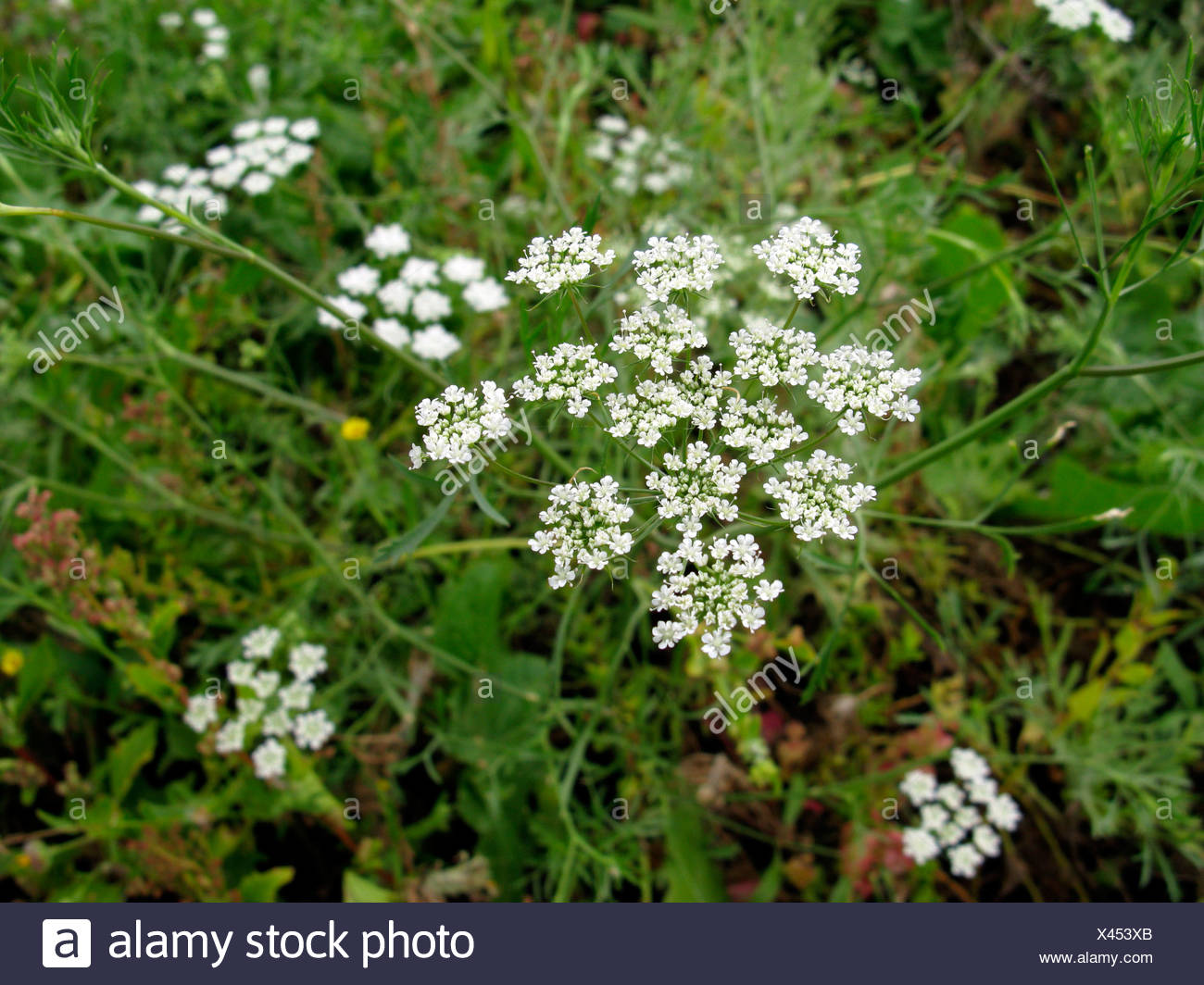 bullwort, toothpick ammi, Bishop's flower (Ammi majus), blooming, Canary Islands, Gomera Stock Photo