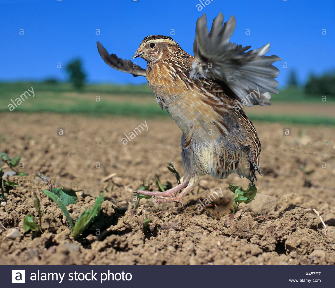 Quail Flying Stock Photos & Quail Flying Stock Images Alamy