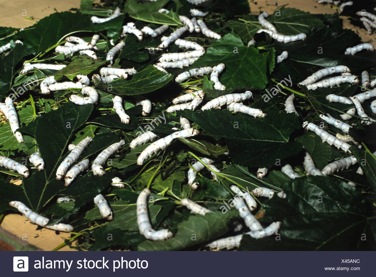 Mulberry Silkworm Moth Stock Photos & Mulberry Silkworm Moth Stock