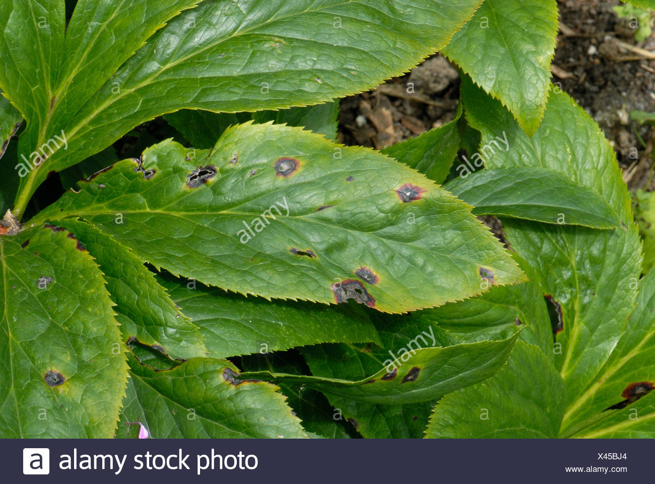 Helleborus Leaf High Resolution Stock Photography And Images Alamy Helleborus Leaf High Resolution Stock Photography And Images Alamy