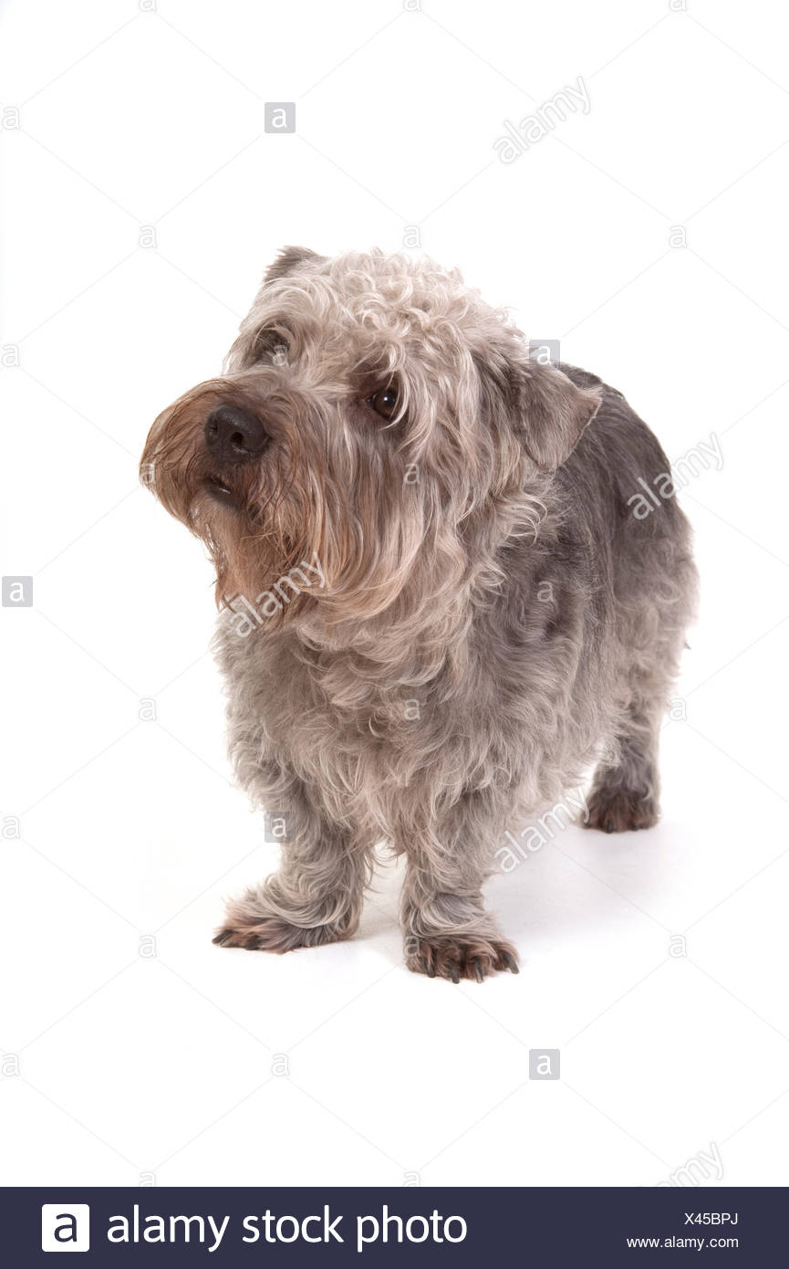 Glen Of Imaal Terrier High Resolution Stock Photography And Images Alamy