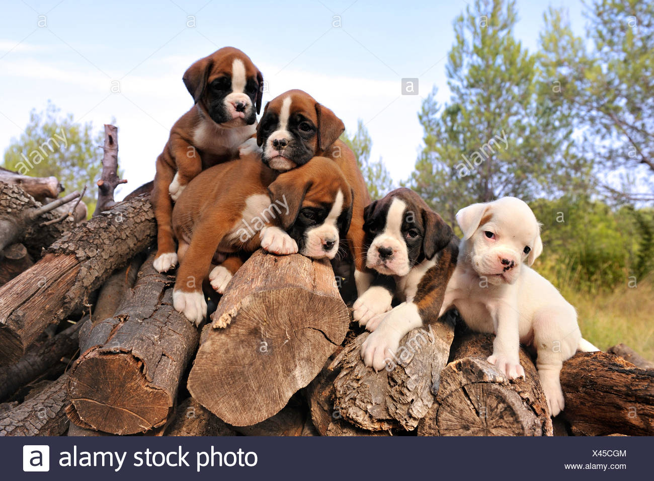 Group Boxer Dog Puppies High Resolution Stock Photography and Images