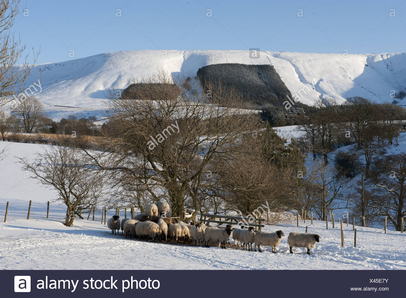 Domestic Sheep Lonk And Scottish Blackface Ewes Flock Feeding On