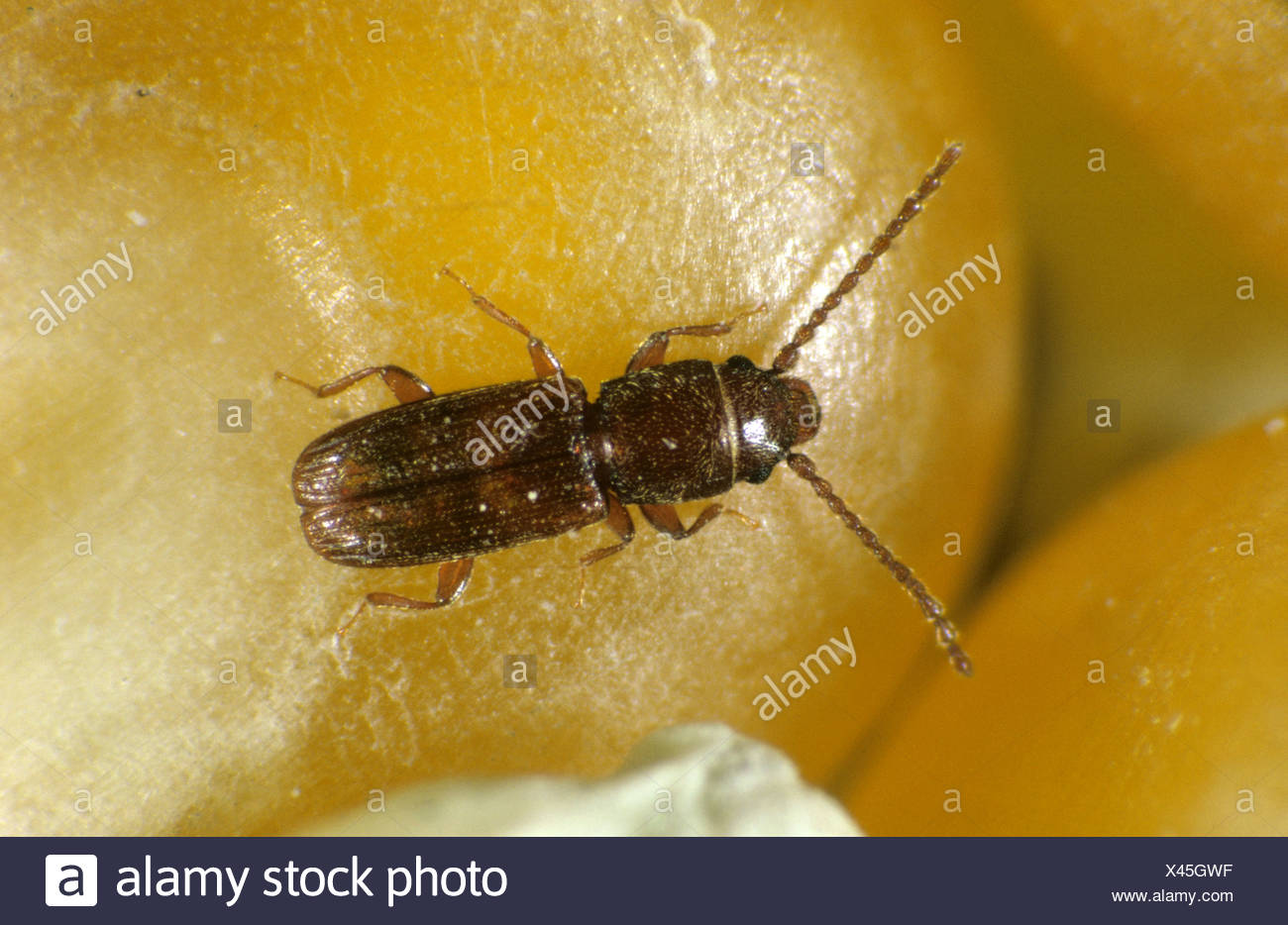 Maize Store Stock Photos & Maize Store Stock Images - Alamy