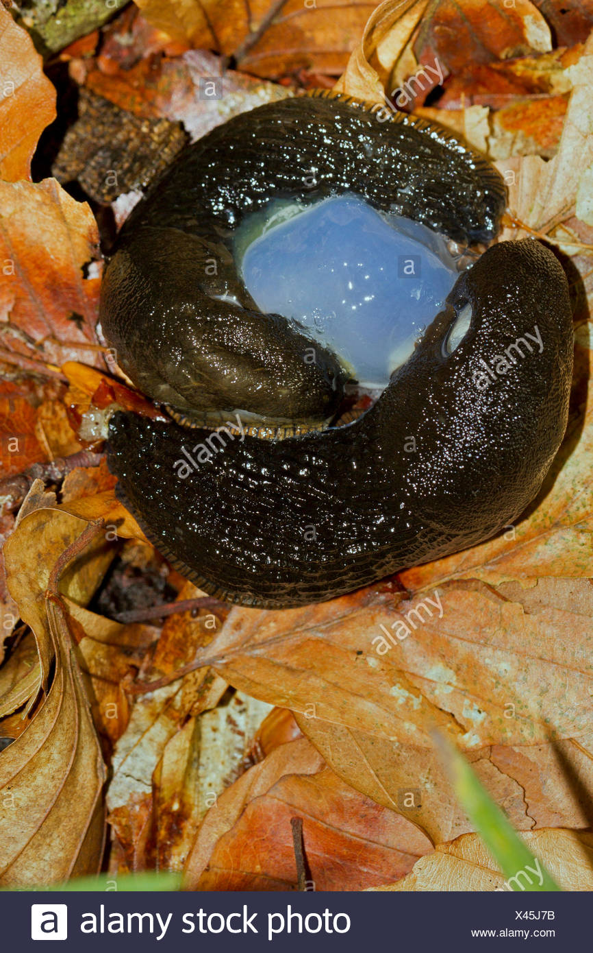 Slugs Mating High Resolution Stock Photography and Images Alamy
