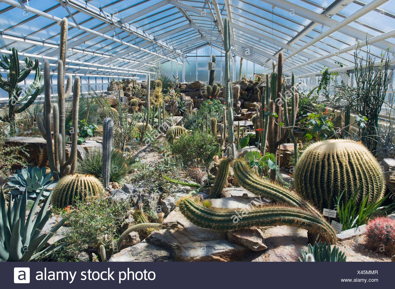 Cactus House Botanical Garden Munich Bavaria Germany Europe