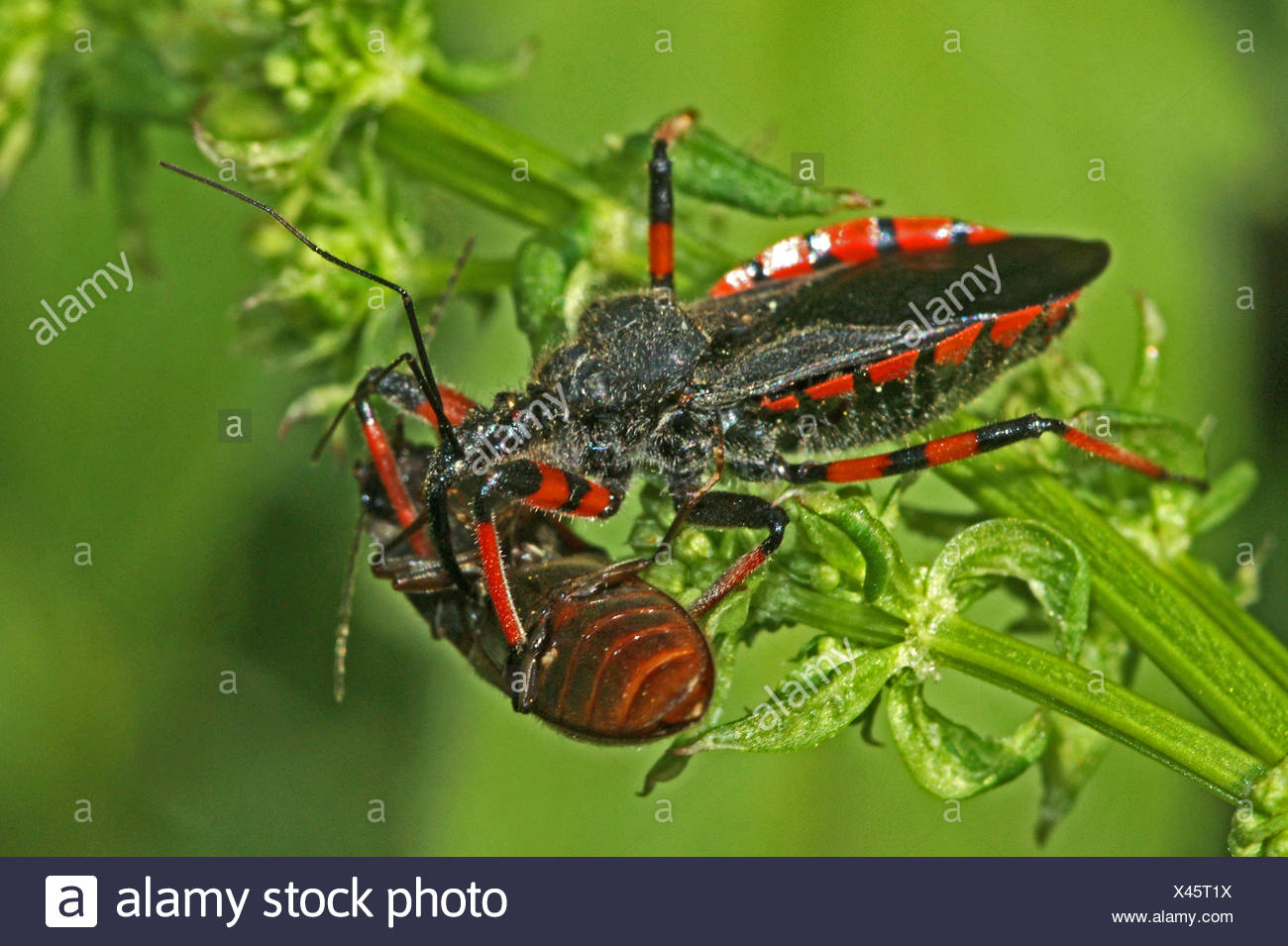 Killing Bug Stock Photos & Killing Bug Stock Images Alamy