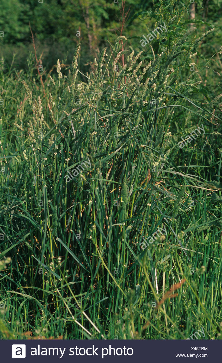 Cocksfoot Grass Stock Photos & Cocksfoot Grass Stock Images - Alamy