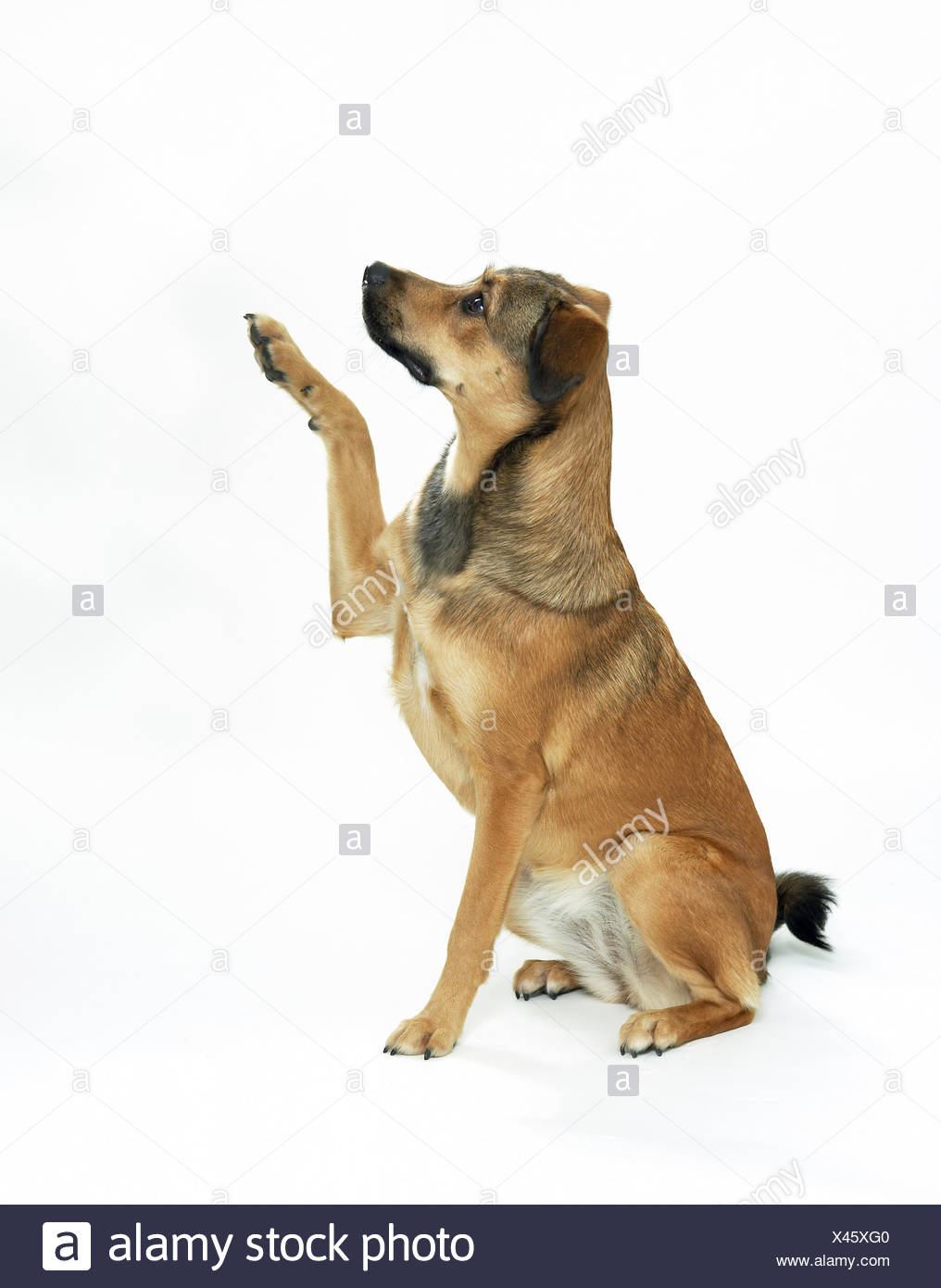 half breed dog - lifting paw - cut out Stock Photo - Alamy