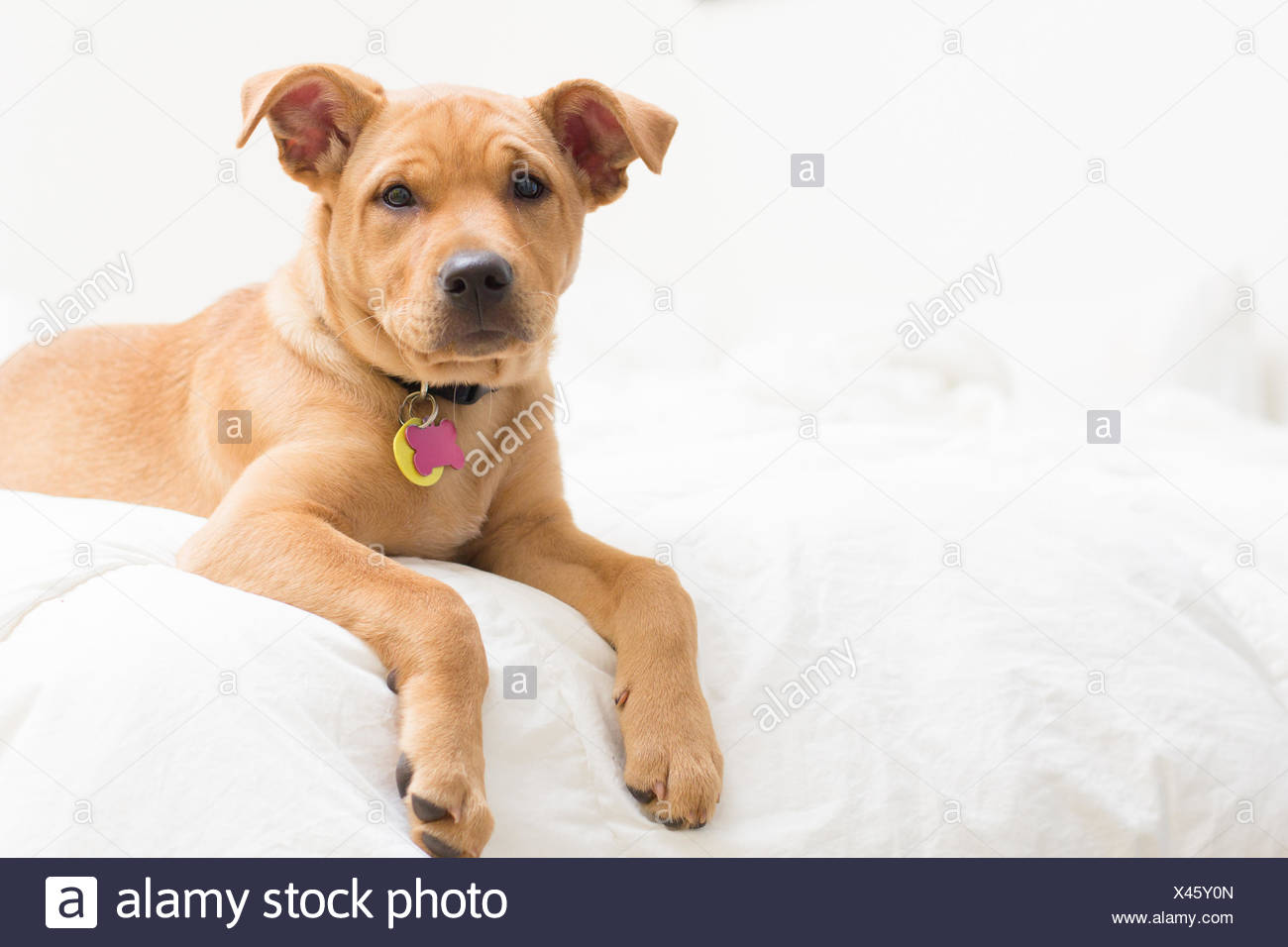golden lab terrier mix