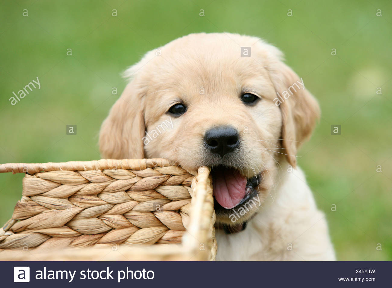 mix breed labrador puppy