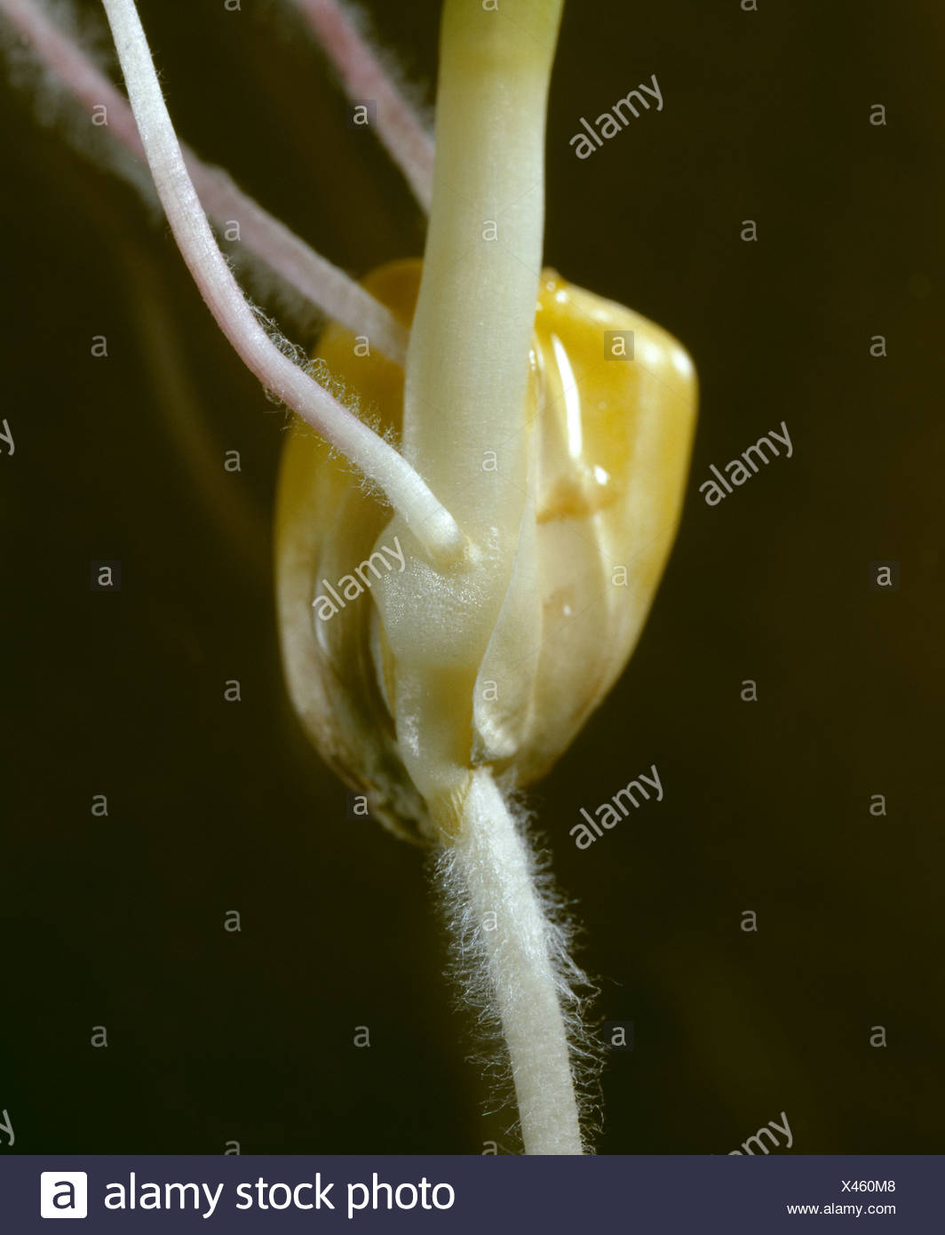 Coleoptile High Resolution Stock Photography and Images Alamy