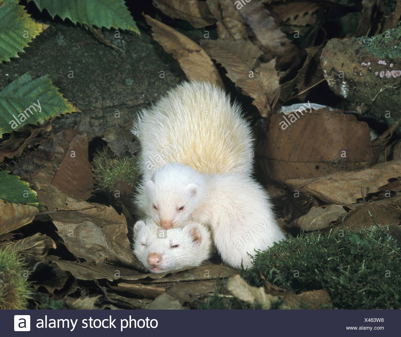 Forest Floor Ferret Mustela Putorius Furo Domestica Two Autumn