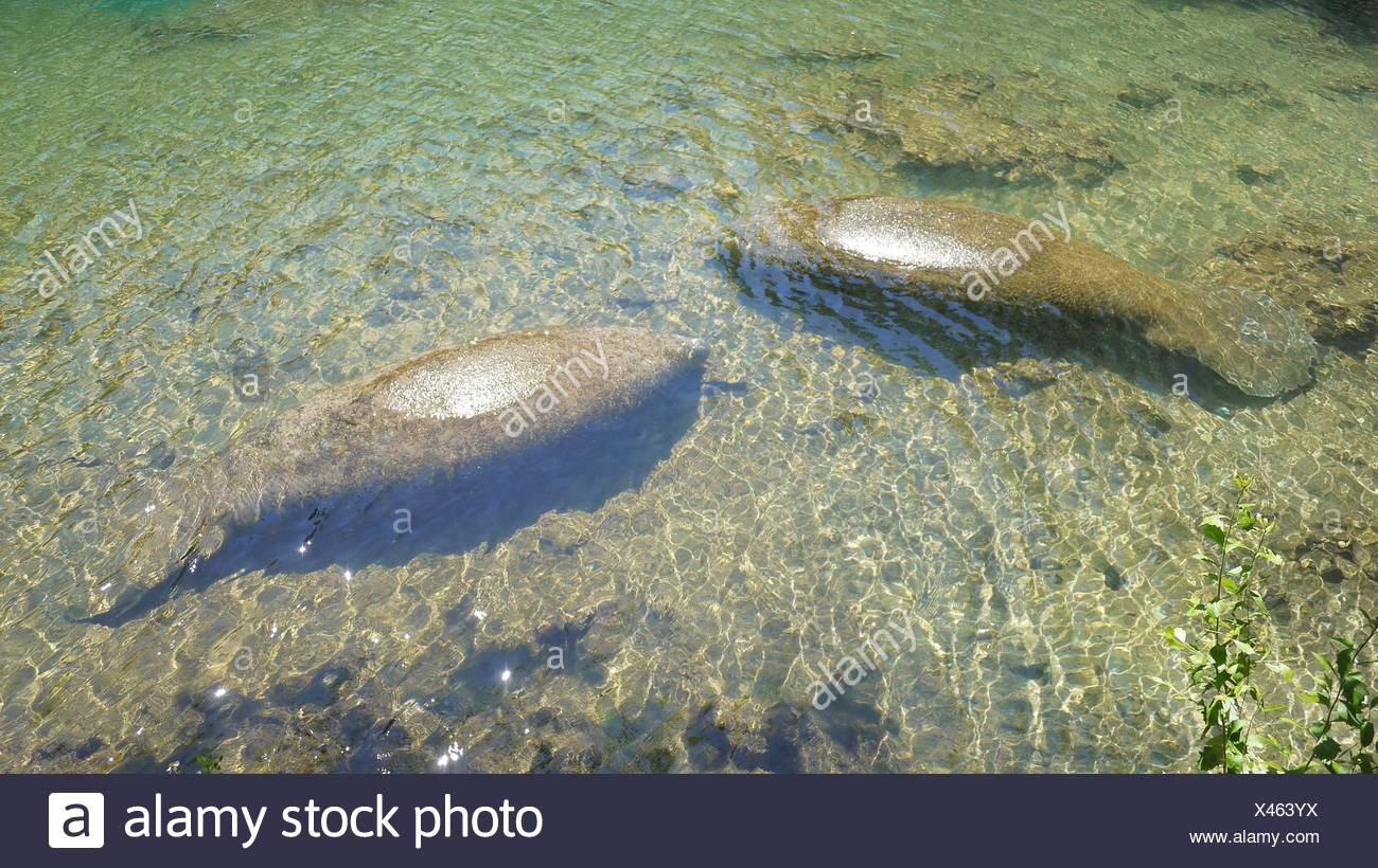 Fish Swimming In Shallow Water High Resolution Stock Photography and Images Alamy
