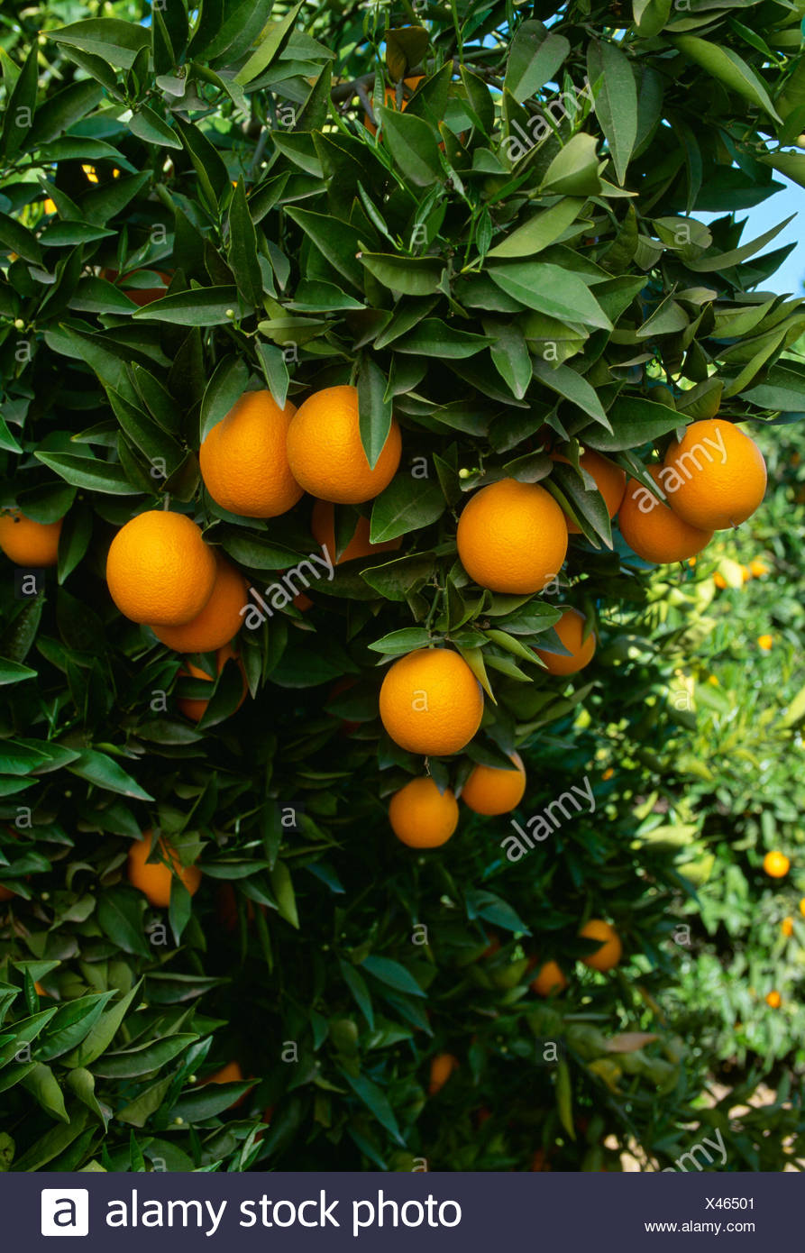 Agriculture Ripe Navel Oranges On The Tree Ready For Harvest Tulare County California Usa Stock Photo Alamy