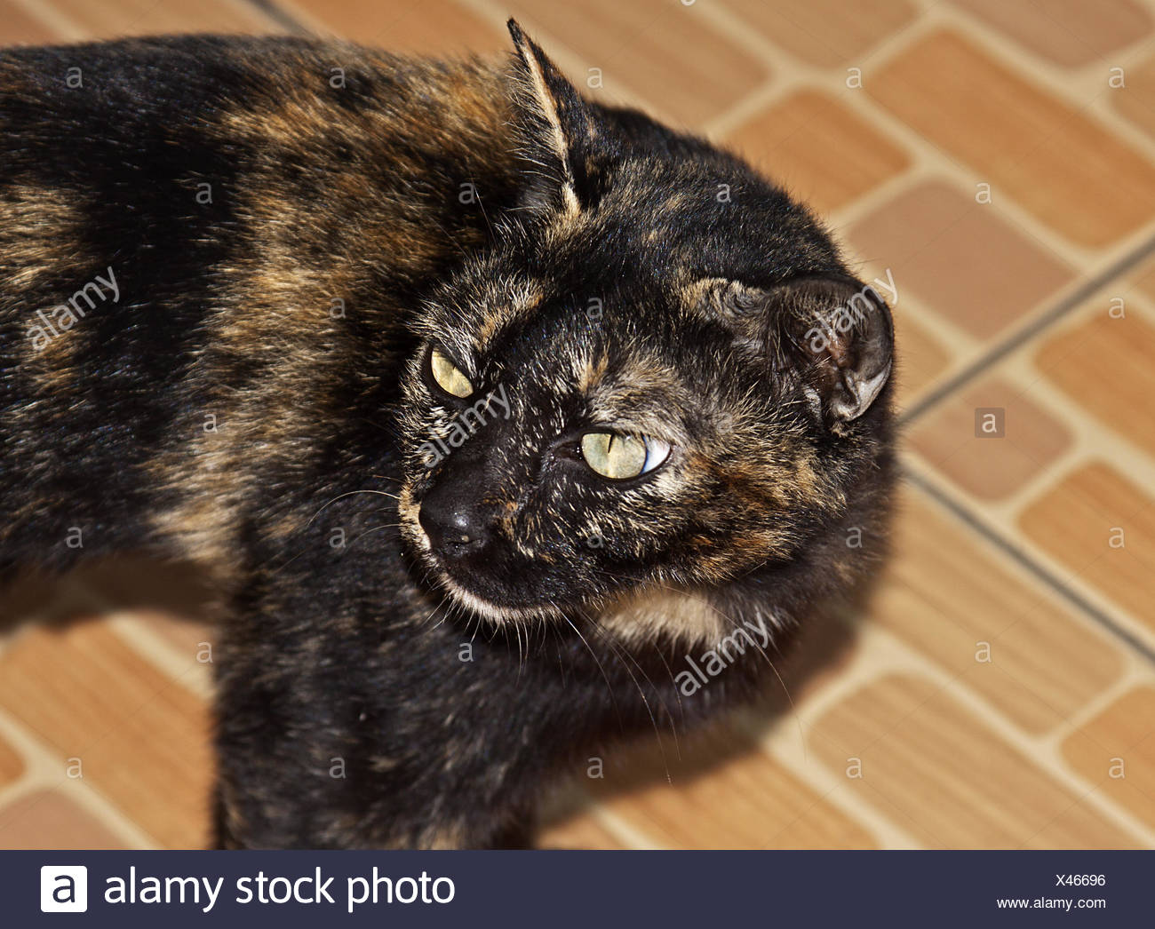 Brindle Cat Stock Photos & Brindle Cat Stock Images Alamy