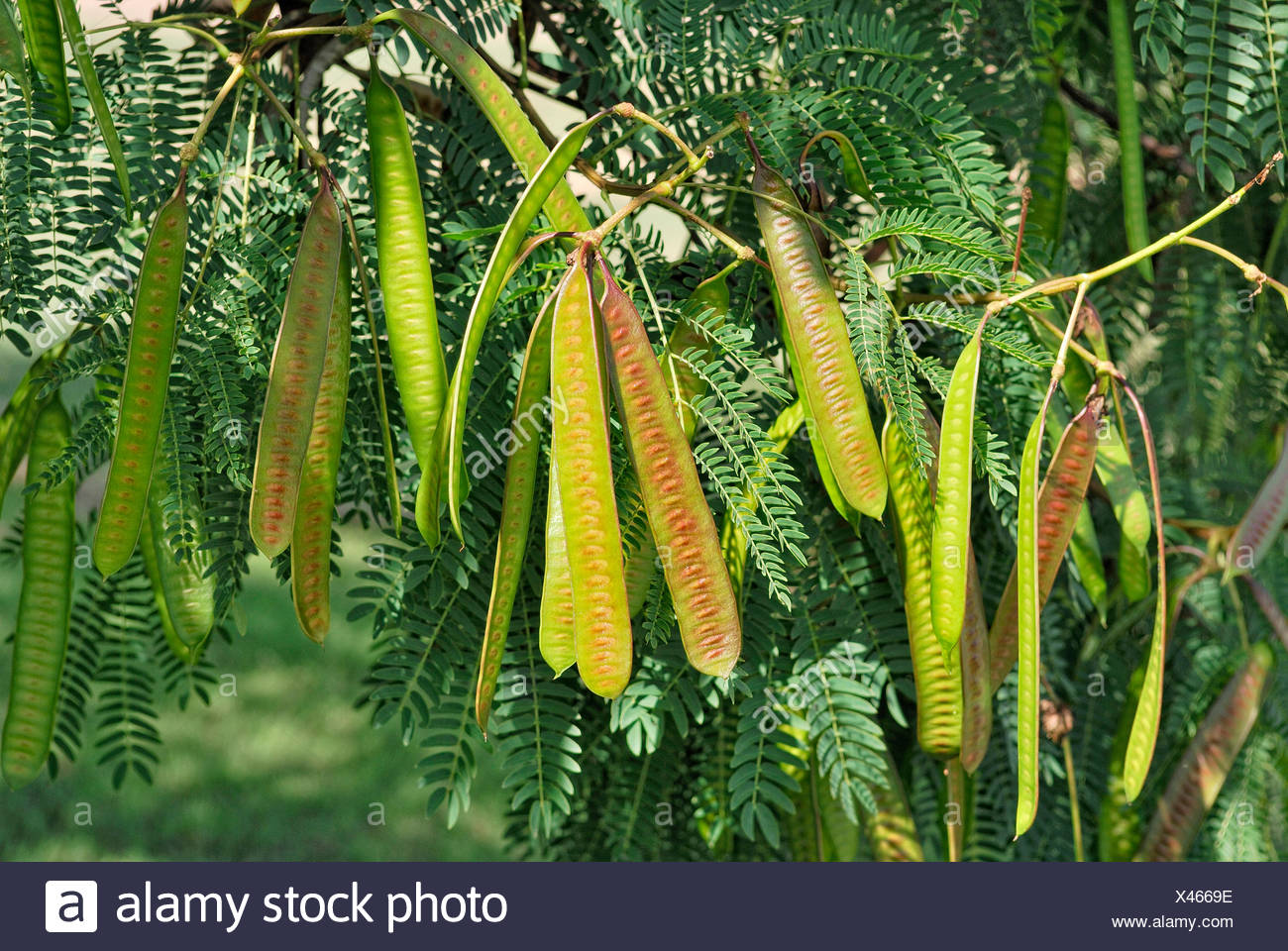Tamarind Plant High Resolution Stock Photography And Images Alamy Tamarind Plant High Resolution Stock Photography And Images Alamy