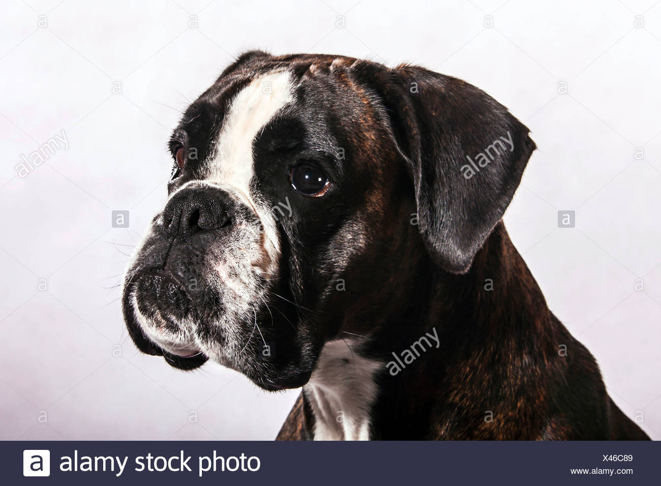 brindle german boxer