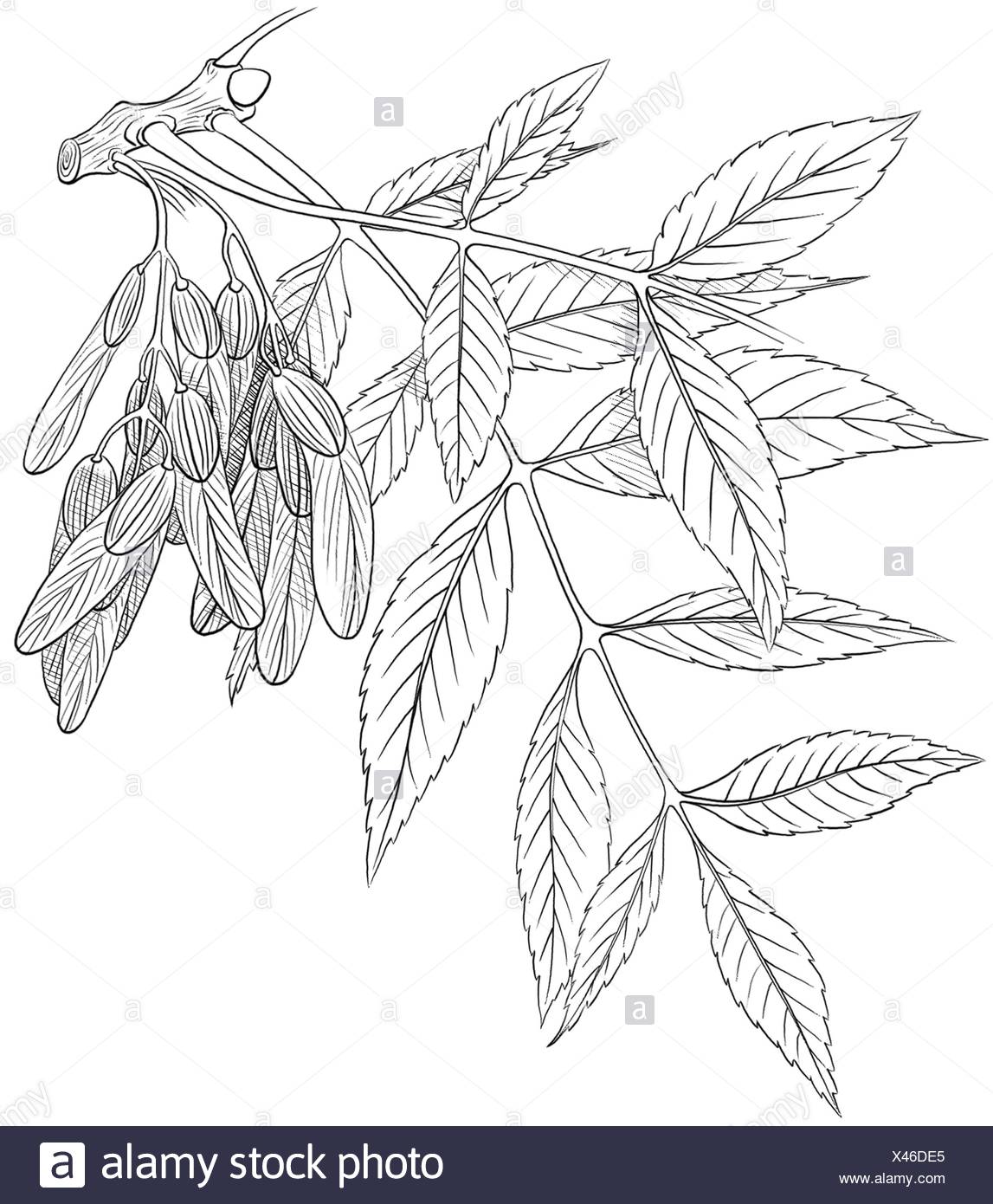 Ash Tree Illustration High Resolution Stock Photography and Images - Alamy