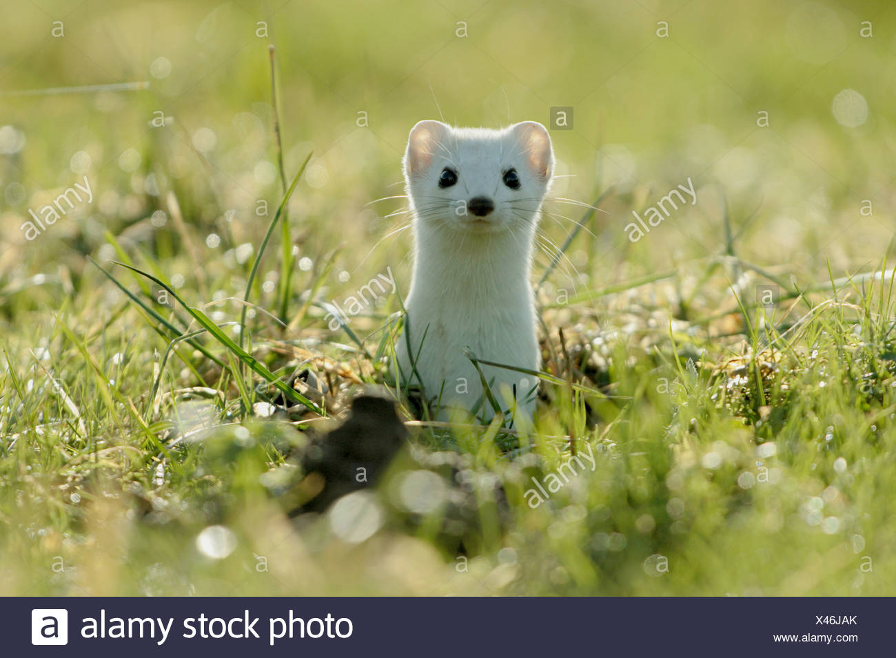 Ermine Fur Stock Photos & Ermine Fur Stock Images Alamy