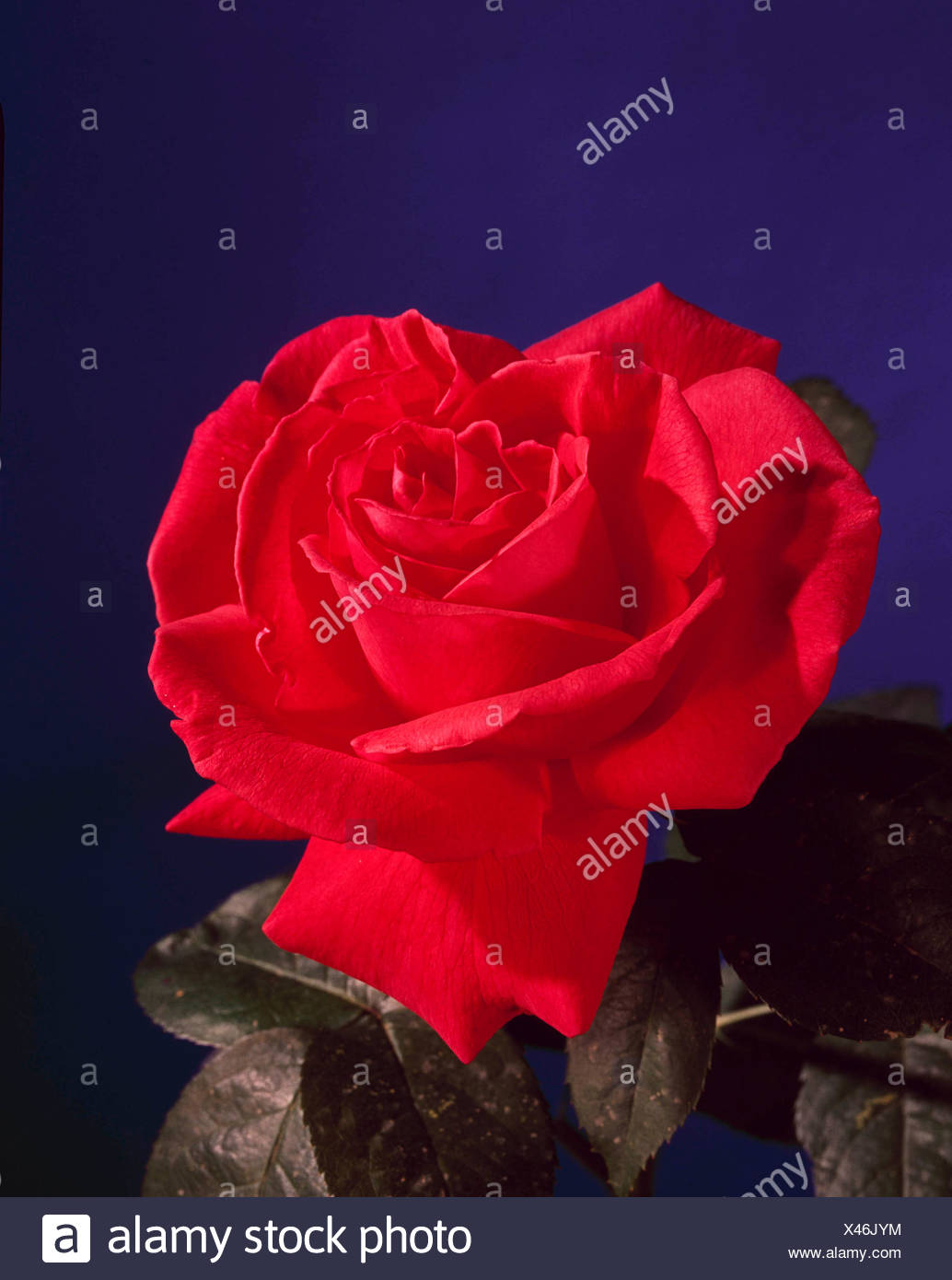 super star rosa