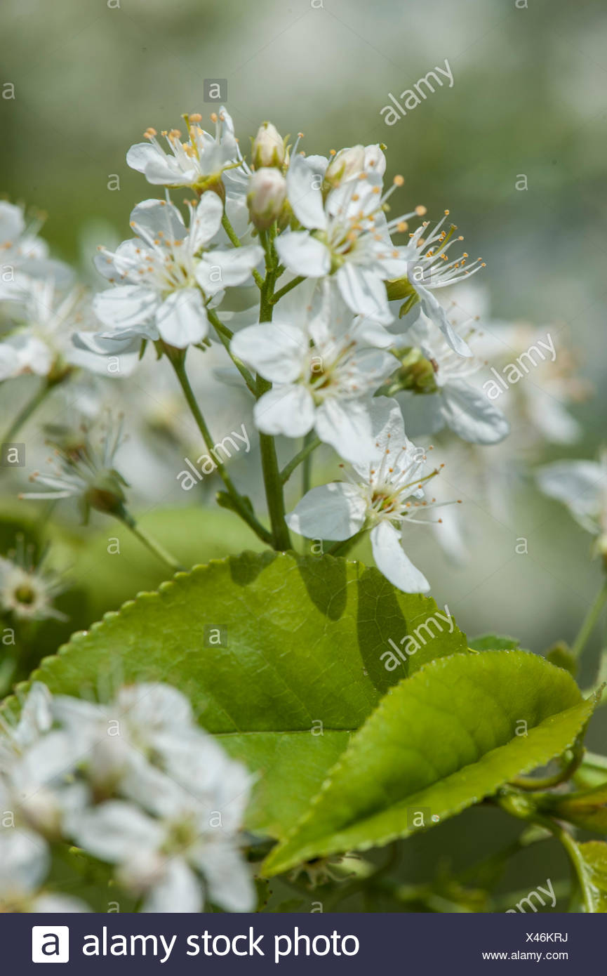 Felsen Kirsche Stock Photos & Felsen Kirsche Stock Images - Alamy