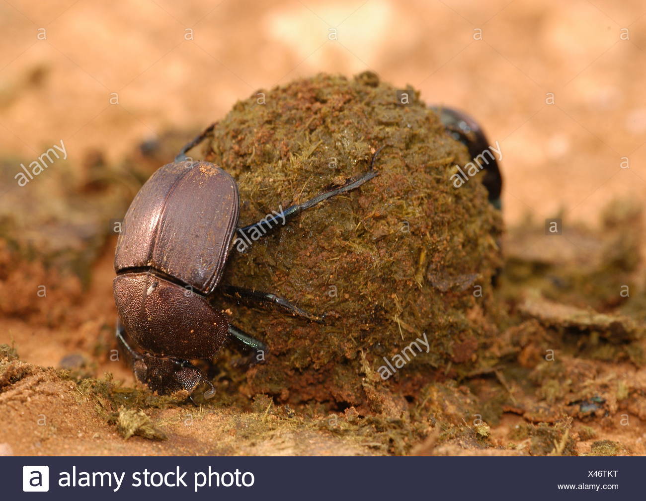 zoology animals insects beetles scarabaeidae dung beetle