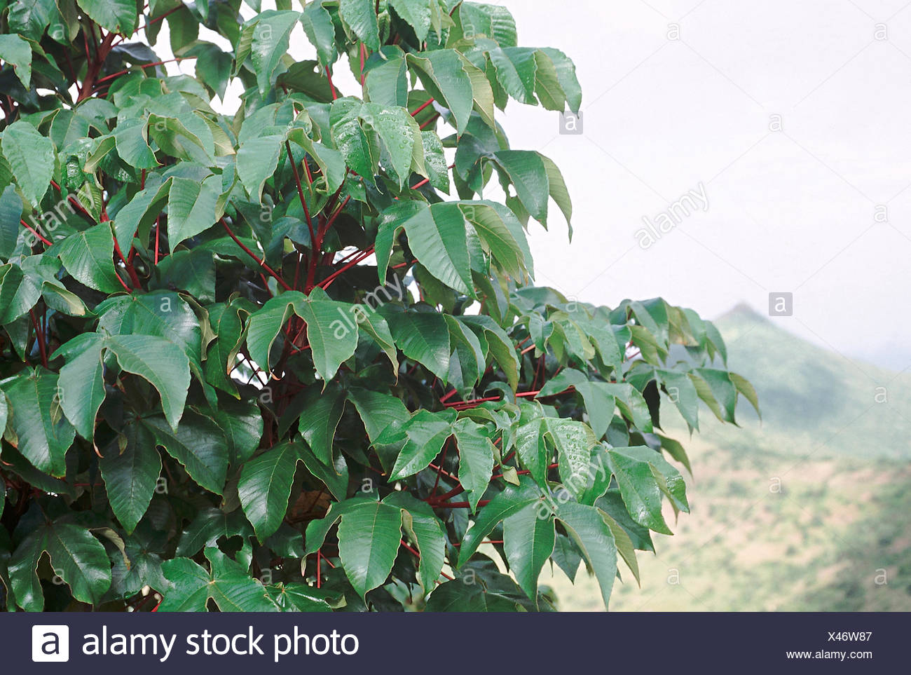 Leaves Cochlospermum Religiosum Yellow Silk Cotton Tree Family Cochlospermaceae Medium Sized Deciduous Tree Stock Photo Alamy