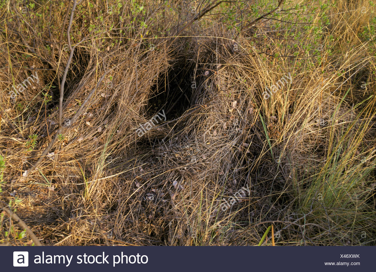 Porcupine Nest High Resolution Stock Photography and Images Alamy