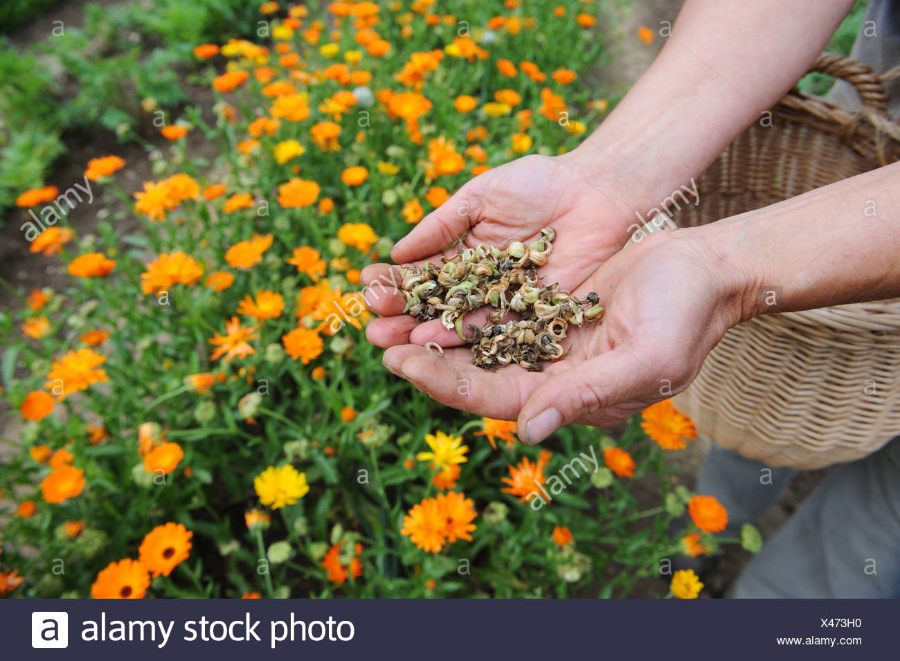 Calendula Seed Stock Photos & Calendula Seed Stock Images Alamy