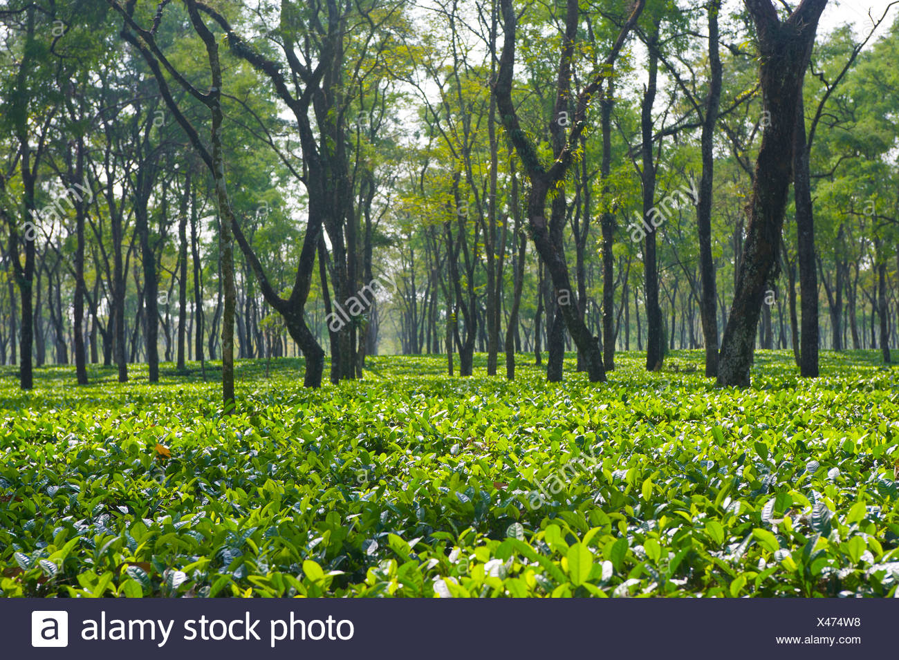 Nature Of Assam High Resolution Stock Photography and Images - Alamy