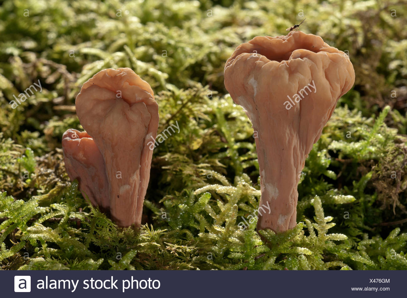 Giant Club Fungus Clavariadelphus Pistillaris Baden Wurttemberg Germany Stock Photo Alamy Giant Club Fungus Clavariadelphus Pistillaris Baden Wurttemberg Germany Stock Photo Alamy