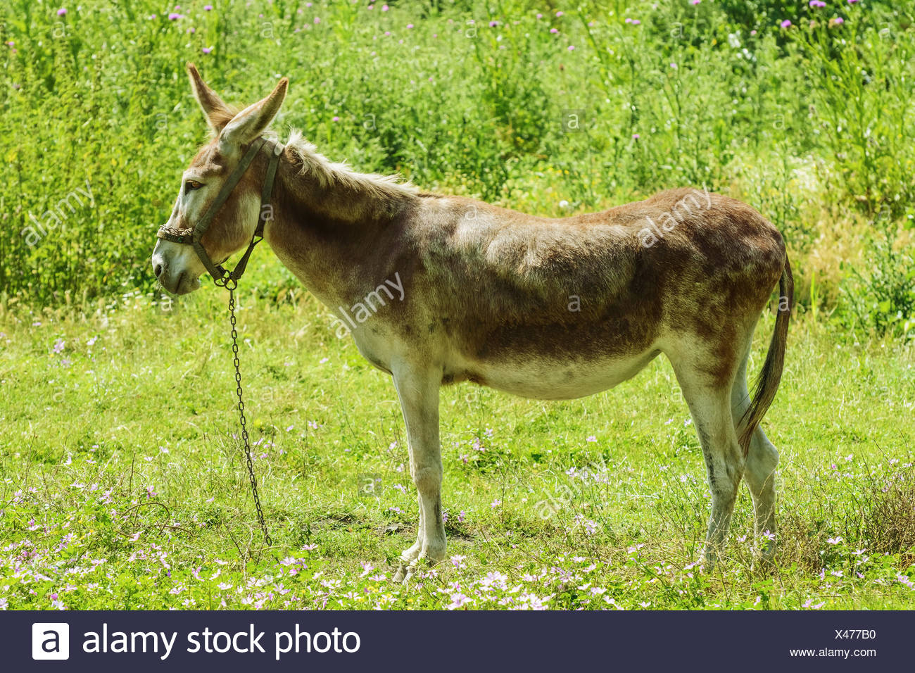 Jenny Donkey High Resolution Stock Photography and Images - Alamy