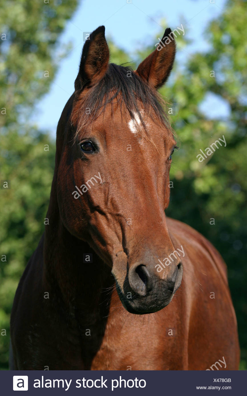 Braunes Pferd High Resolution Stock Photography and Images Alamy