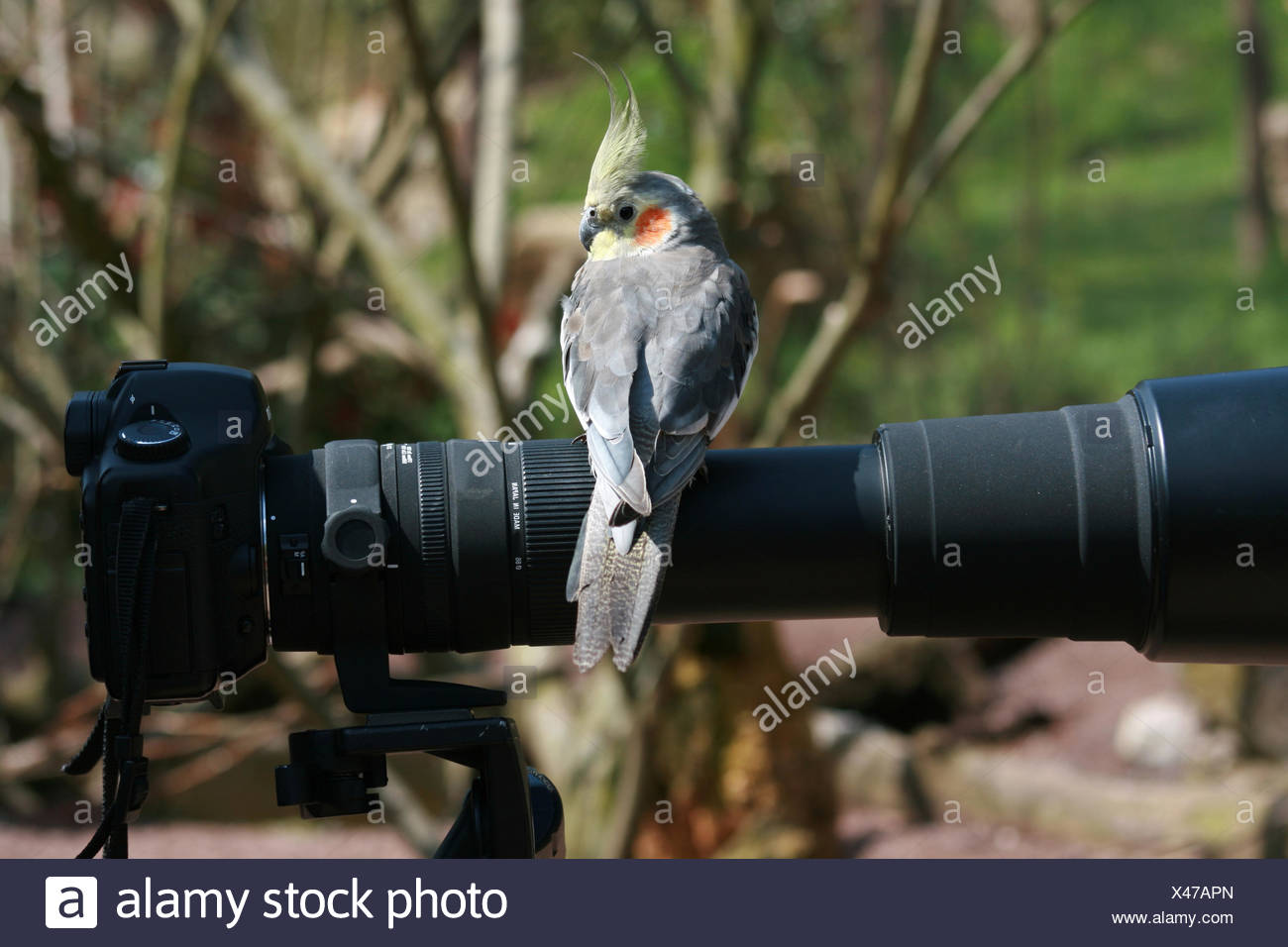 bird video camera