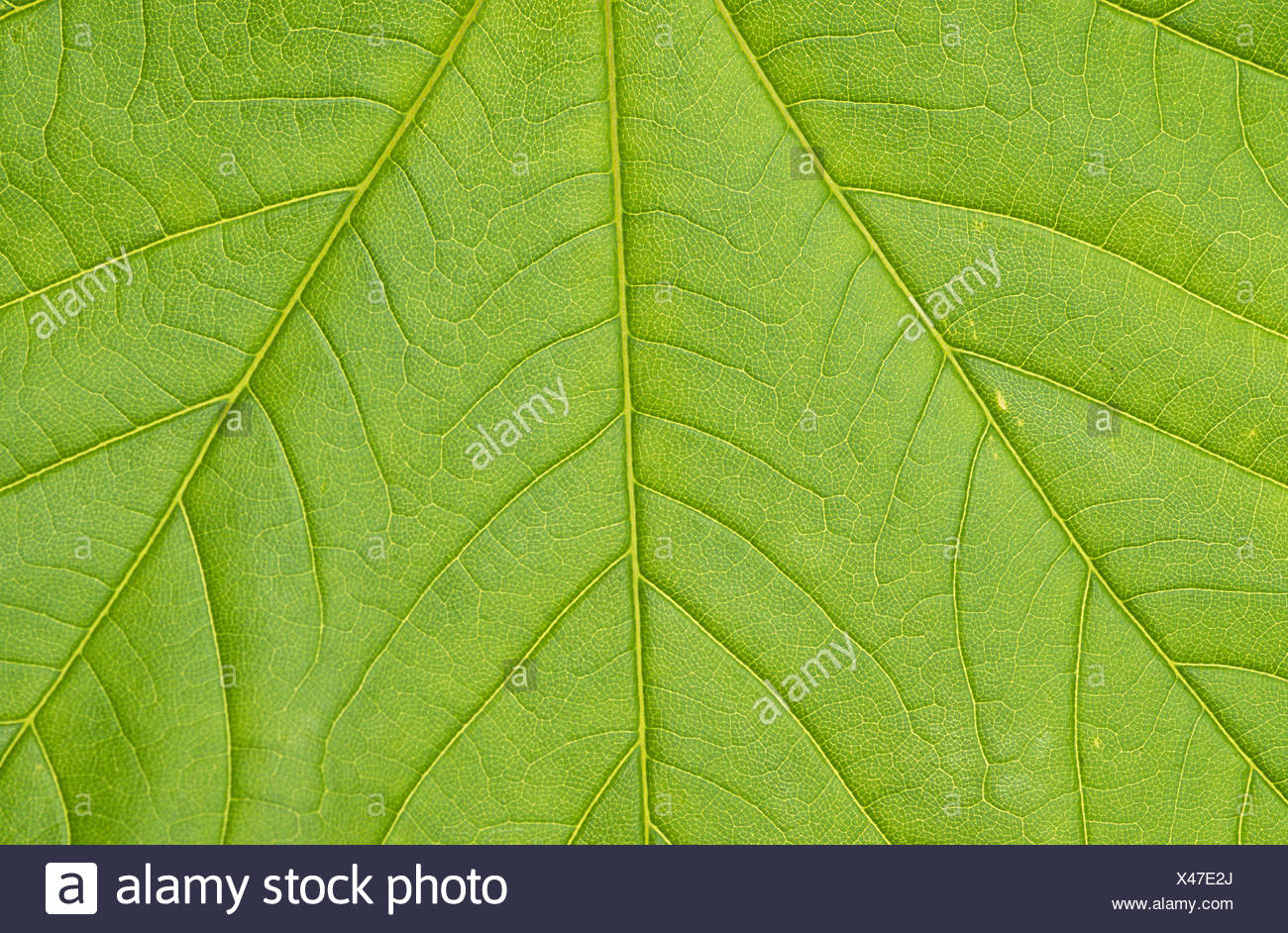 sycamore maple Stock Photo
