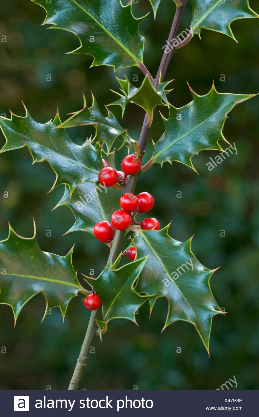 common holly, English holly (Ilex aquifolium), branch with fruits