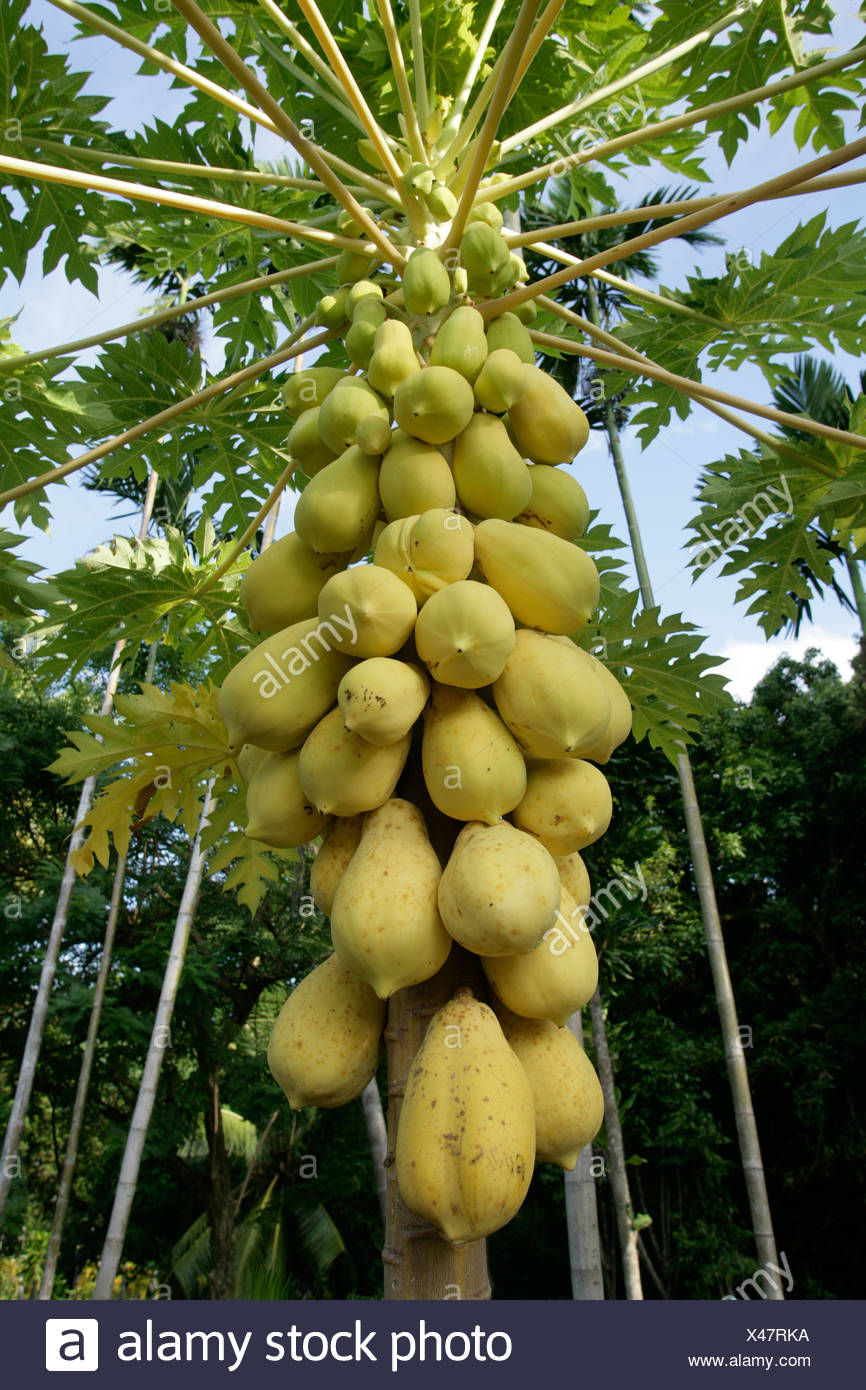 Carica Papayas High Resolution Stock Photography and Images Alamy