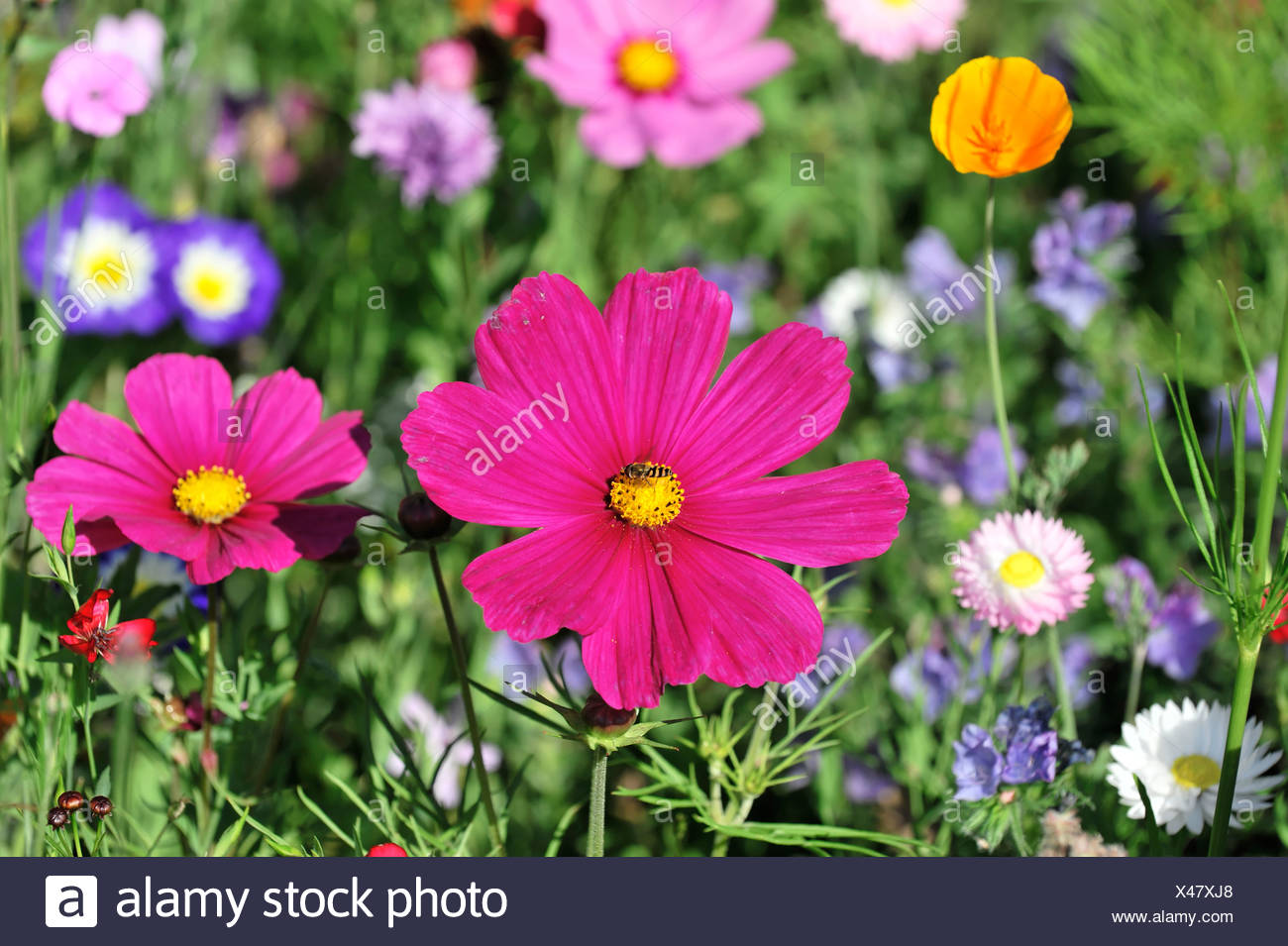 Cosmos Flower Cosmea High Resolution Stock Photography and Images - Alamy