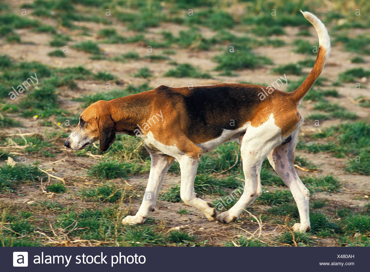 Great Anglo French Tricolour Hound Stock Photo Alamy