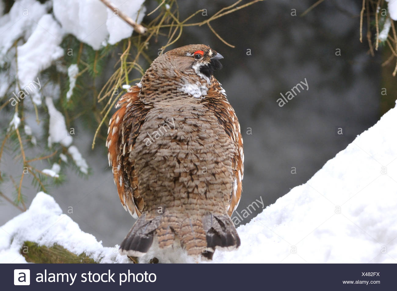 How to cook hazel grouse How to cook hazel grouse