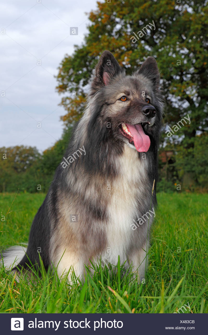 keeshond german shepherd mix for sale